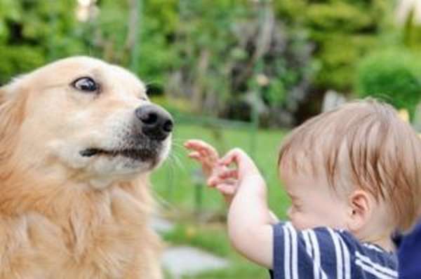 Собака способна укусить ребенка если тот дразнит